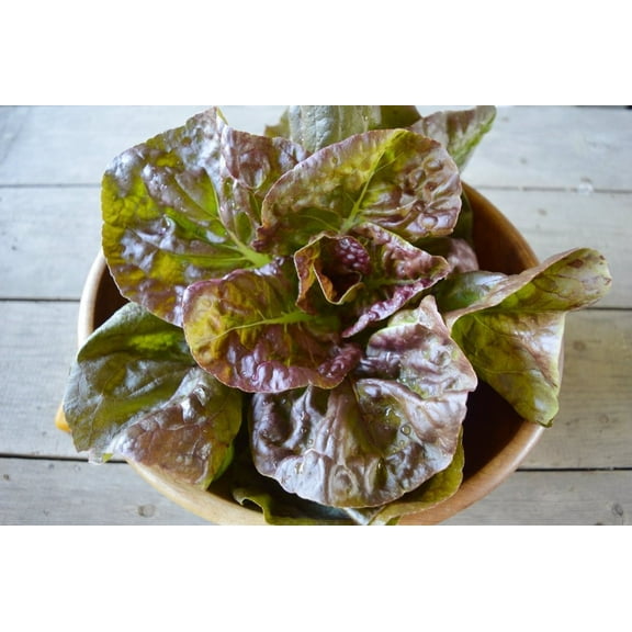 Roque D'Hiver Lettuce Seeds - 200 Count Seed Pack - Non-GMO - A Sweet, Large, Flat, Broad Leaf Lettuce with a Buttery Texture. - Country Creek Acres