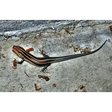 lizard rock crawler