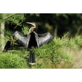 thumbnail image 2 of Williams, Joanne 24x18 Black Ornate Wood Framed with Double Matting Museum Art Print Titled - Florida Anhinga in spread-wing posture behavior, 2 of 4