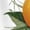 White-2, variant on Women Casual Orange White Green Citrus Floral Graphic Tees Cotton Crew Neck Printed T Shirt Tops Black S-5XL