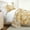 Mustard, variant on Lightweight Quilt Sets - Wrinkle Free - Coverlet Mustard Yellow Floral Patterns for Full/Queen Size Bedding by Comfort Canopy