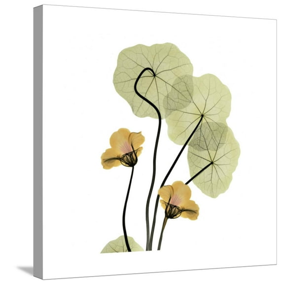 Art.com Nasturtium 2 Stretched Canvas Print Wall Art by Albert Koetsier, 24" x 24"