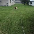 thumbnail image 5 of Rope Leash for Dog Training Check Cord Training Agility Lead for Dogs, Great for Training, 5 of 5