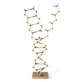 thumbnail image 1 of 3B Scientific W19801 Modèle DNA RNA, 50cm de Hauteur, 1 of 2