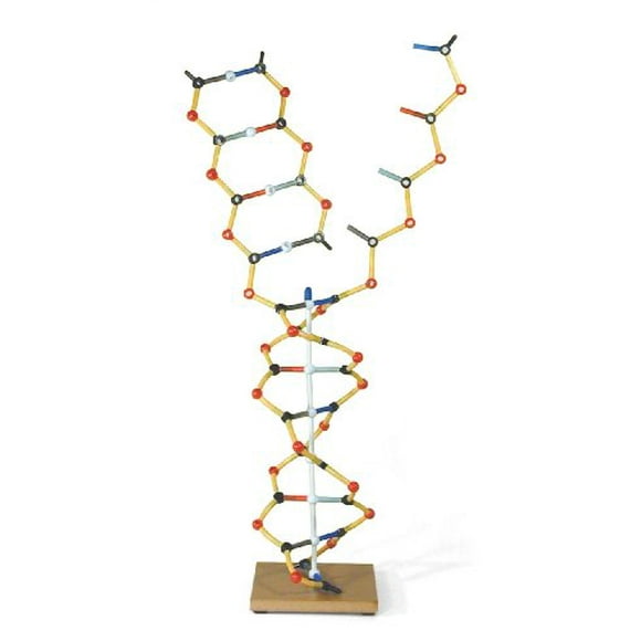 3B Scientific W19801 Modèle DNA RNA, 50cm de Hauteur