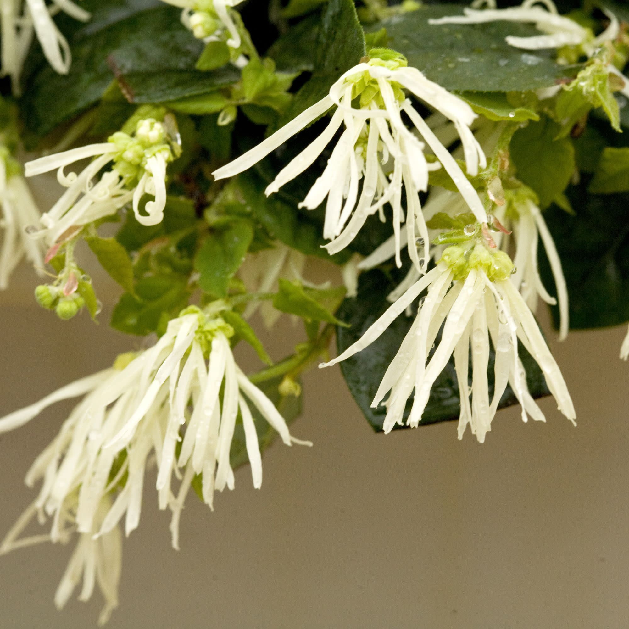 Proven Winners ColorChoice 5" Jazz Hands White Chinese Fringe-Flower Live Plant in 4.5" Pot (4 Count)