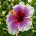 thumbnail image 3 of Red-Purple-White Hibiscus Live Plant 5 to 7 Inch, Vibrant Flowering Plant, Outdoor Hibiscus for Patio Garden Planting, 3 of 5