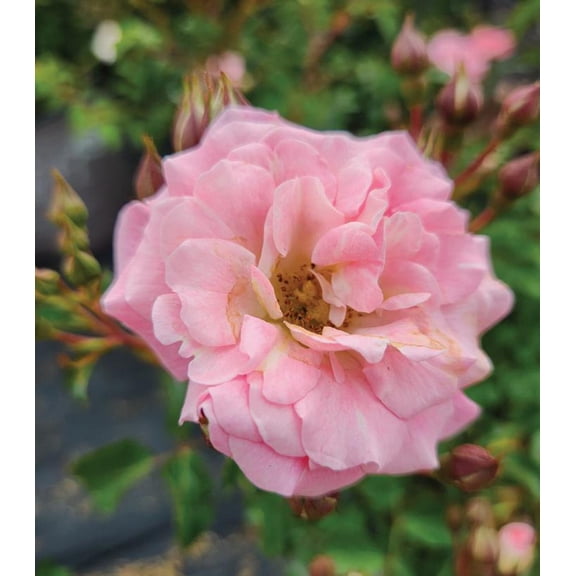 Green Promise Farm Blushing Drift® Rose