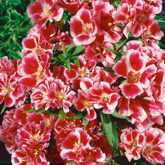 Outsidepride Godetia Rembrandt - 10000 Seeds