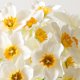 thumbnail image 2 of Gran imitación de orquídeas, narciso escrito a mano, estilo chino, flor decorativa para el hogar y el jardín, desarrollo designado en blanco, 2 of 11
