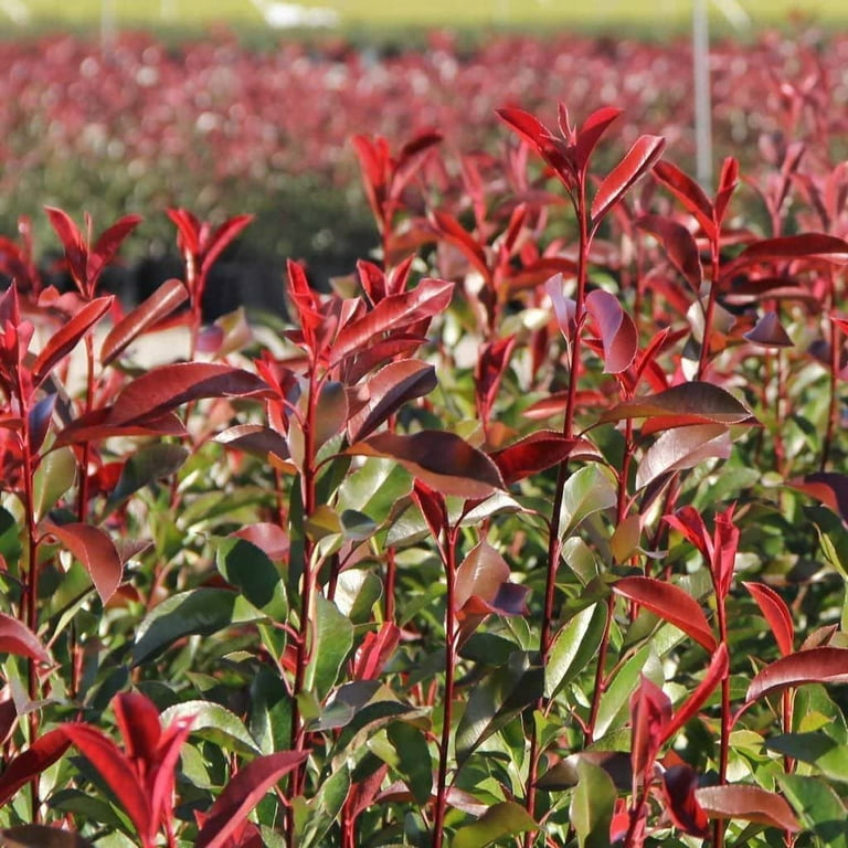 Photinia Red Tip 1 Extra Large 3 Gallon Plant Photinia x Fraseri Evergreen Landscape Hedge Shrub