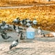 thumbnail image 5 of BRIGHTFUFU 2 bebederos para palomas de boca grande, comedero y bebedero para pájaros, dispensador para palomas de carreras y gallinas, accesorios para jaulas., 5 of 8