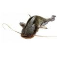 thumbnail image 2 of Big River Catfish Wall Decal by Wallmonkeys Peel and Stick Graphic (36 in W x 17 in H) WM358086, 2 of 4
