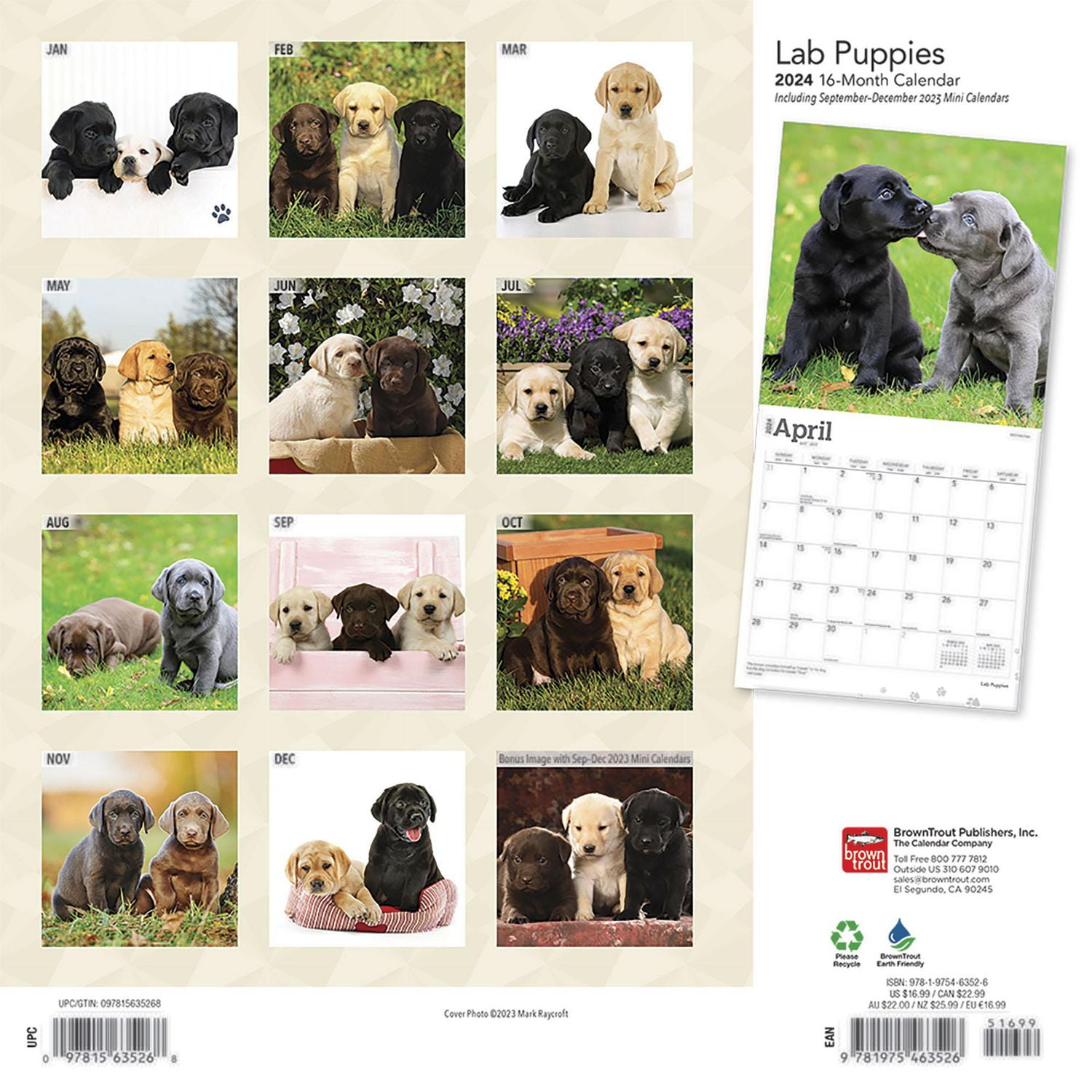 BrownTrout Labrador Retriever Puppies 2024 12x24 Inch Square Wall Calendar, 9781975463526
