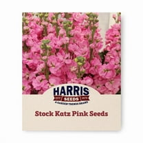 Harris Seeds - Stock Katz Pink Seeds For Planting- Early Blooming - 500 Seeds