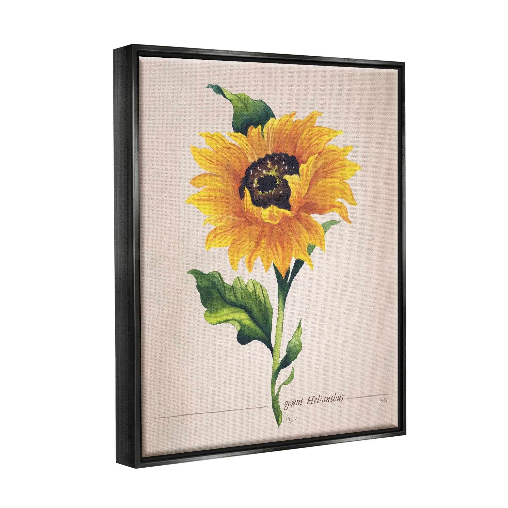 Stupell Industries Single Sunflower Blossom Genus Name Study Page Graphic Art Luster Gray Floating Framed Canvas Print Wall Art, Design by Elizabeth Medley