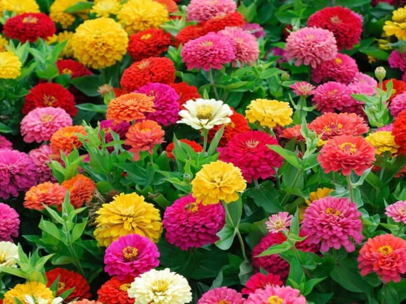 30 Zinnia Seeds -, Drought, Easy to Grow, Summer to Fall Blooms