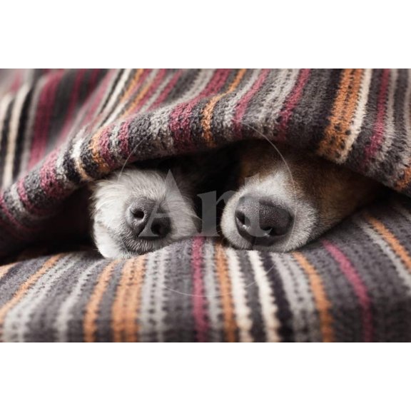 Couple of Dogs, Animals Unframed Photographic Print Wall Art by Javier Brosch Sold by Art.Com