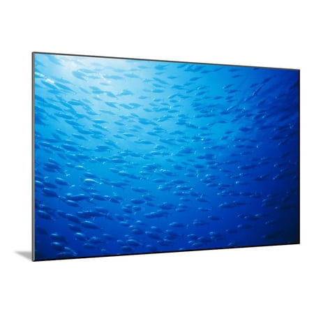 Skipjack Wood - School of Skipjack Tunas Wood Mounted Print Wall Art By Ralph A. Clevenger