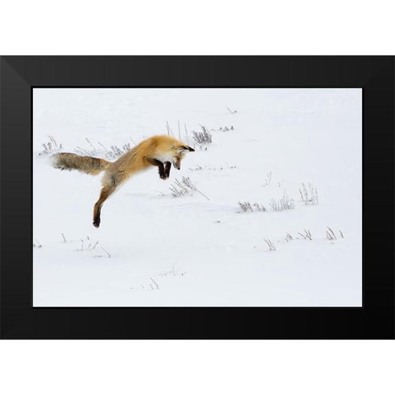 The Yellowstone Collection 14x11 Black Modern Framed Museum Art Print Titled - Hunting Fox Leaping, Hayden Valley, Yellowstone National Park