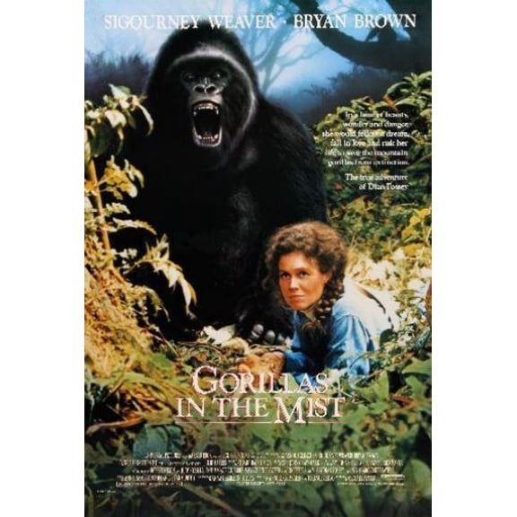 Gorillas In The Mist Poster 16in x 24in 16x24 Multi-Color Square Adults Western Graphic