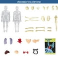 thumbnail image 6 of Momihoom Human Body Torso Model for Kid Anatomy Model Skeleton, Scientific Anatomical Human Skelton Model with Removable Parts, DIY Skeleton Toy Children Early Learning Toys, 6 of 9