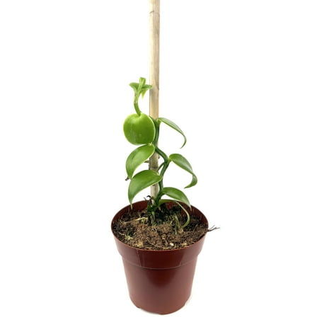 Vanilla Bean Orchid with Wood Pole Vanilla Plantifolia