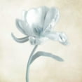 thumbnail image 2 of Poinski, Dianne 12x12 Black Ornate Wood Framed with Double Matting Museum Art Print Titled - Blue Ivory Blossom 1, 2 of 4