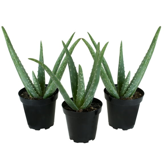 Altman Plants 11" Live Aloe Vera Plants in 3.5" Grower Pots, Easy Succulents (3 Count)