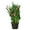 Pink, variant on Calla Lily, 6" Pot, Pink, Indoor Houseplant, Easy Care, Live Plant for Indoor & Outdoor