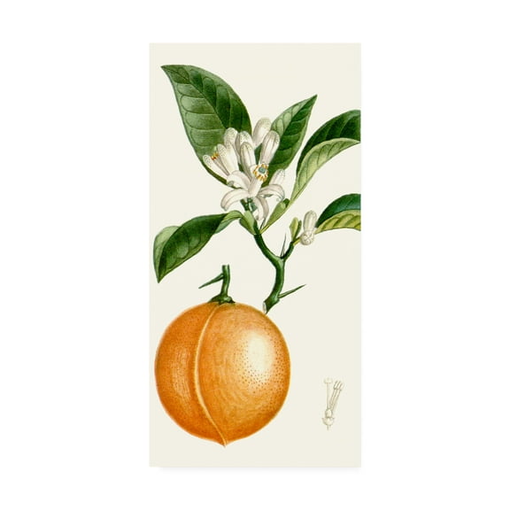 Trademark Fine Art 'Turpin Fruit IV' Canvas Art by Turpin