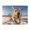 500 Pieces, variant on Running Dog Winter Snow Blue Sky 500-Piece Wooden Jigsaw Puzzle for Adults, Fun & Challenging Family Brain-Teaser, Perfect Home Decor & Gift