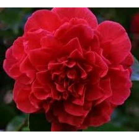 ( 1 ) - Kramers Supreme Red Camellia Japonica - Starter Plant ( 4L ) ( 1 live plant )
