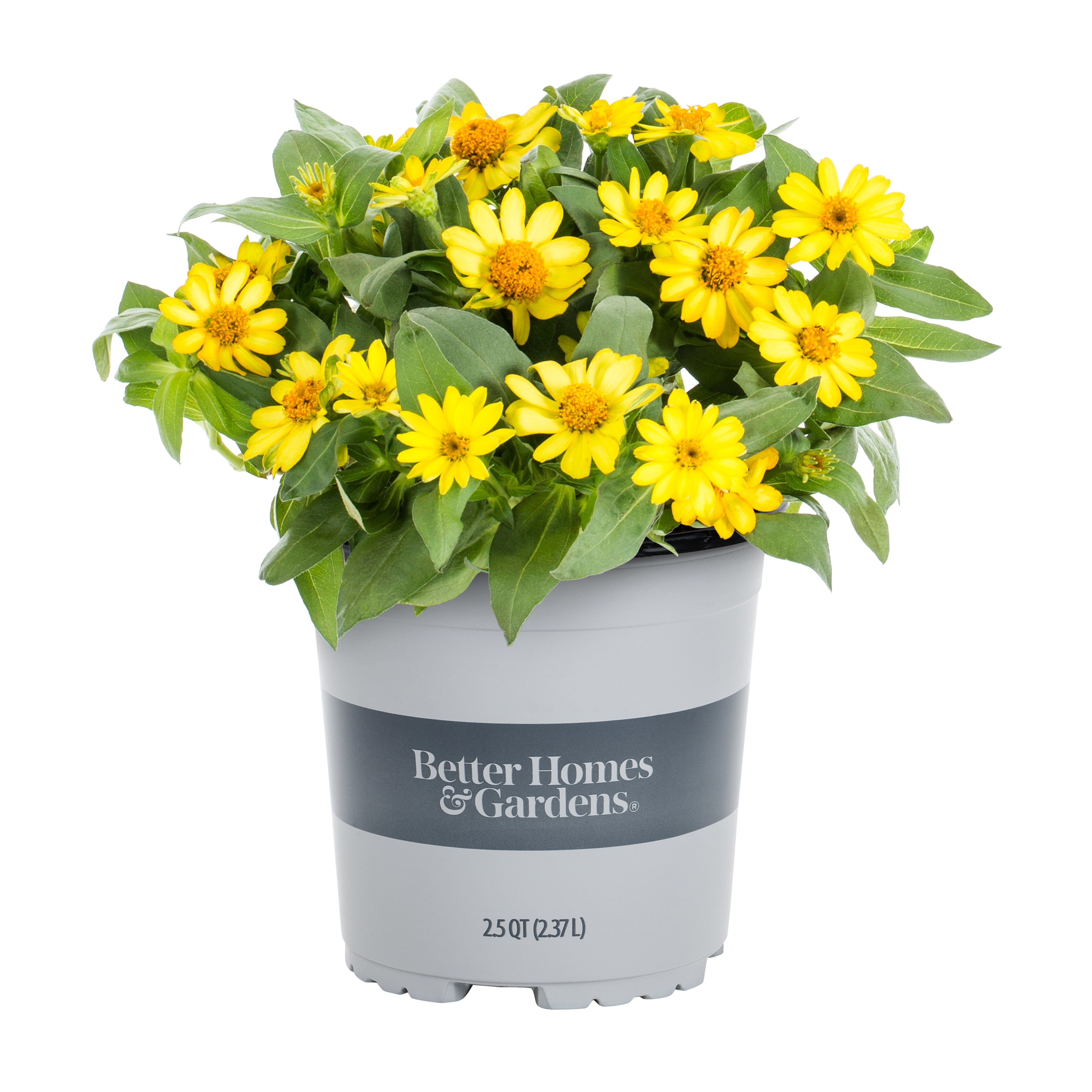 Gardens 2.5 Quart Zinnia Live Plants 
