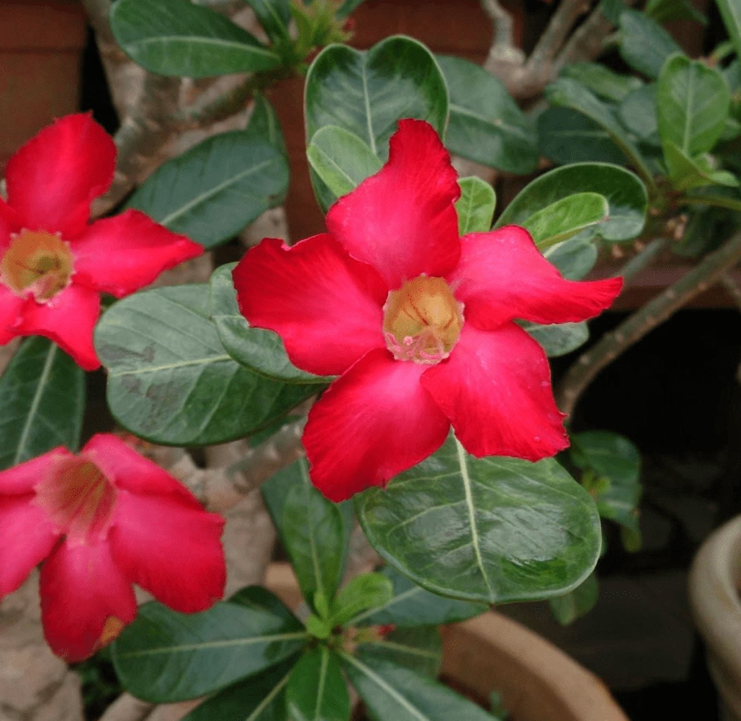 Red Desert Rose Live Plant, Adenium Succulent Starter for Indoor Outdoor Growing, 4–6 Inch Tall