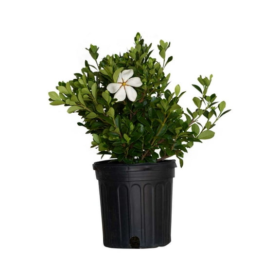 Expert Gardener Hardy Daisy Gardenia (2.5 Quart) Evergreen Shrub with White Fragrant Blooms - Live Outdoor Plant