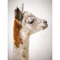 thumbnail image 2 of Frank, Assaf 25x32 Gold Ornate Wood Framed with Double Matting Museum Art Print Titled - Close-up of Alpaca, 2 of 4