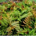 thumbnail image 2 of Autumn Fern Plants Live Outdoor Plants in 2 Inch Pot, Landscape Edging Perennial Plants for Shade, Plants Live Ferns for Outdoors, 2 of 8