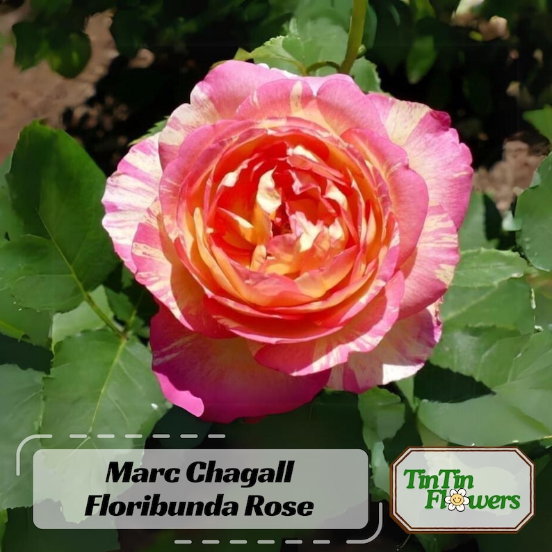 30 Seeds Marc Chagall Floribunda Rose Seeds Perennial Non- Garden Planting Late Winter Early Spring