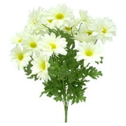 Daisy Bush, White