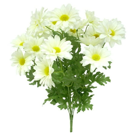 Daisy Bush, White