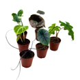 thumbnail image 3 of Rare Alocasia Assortment, 2 inch Set of 6, Jewel Variegated Jacklyn, Cuprea Pixie Plants, 3 of 5