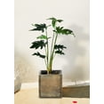 thumbnail image 5 of Serene Spaces Living Artificial Xanadu Philodendron in Pot, 17" Tall, Green, 5 of 7