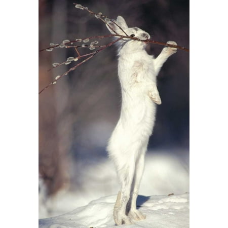 Snowshoe Hare feeding on Pussy Willow in the winter Alaska Poster Print by Michael (Best Feeling Pocket Pussy)