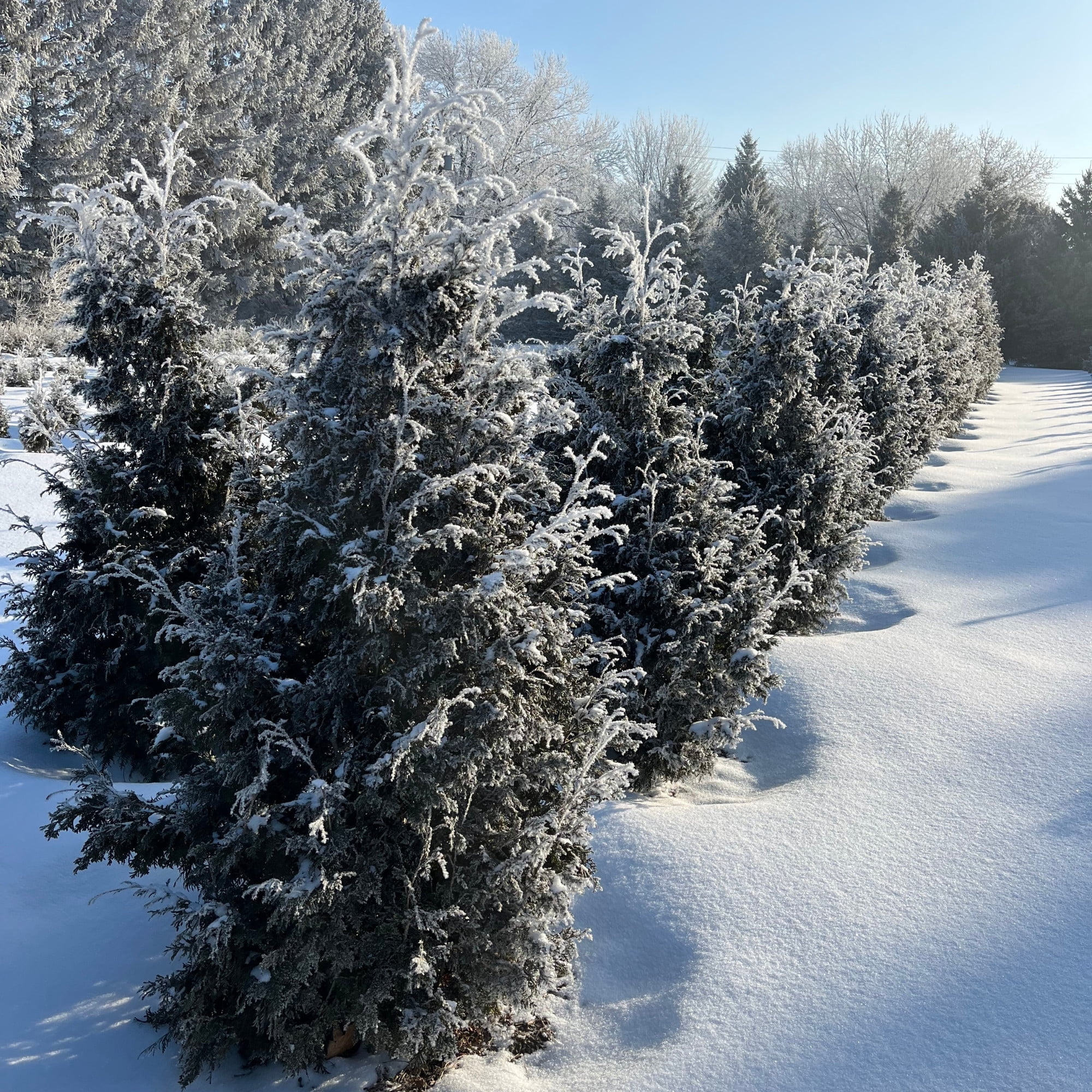 Proven Winners ColorChoice 6" Sasquatch Dark Green Arborvitae Live Plant in 7.5" Pot