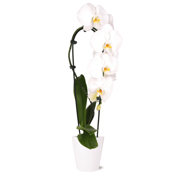 5" Live White Waterfall Orchid with Yellow Center in White Ceramic Pot – Elegant Indoor Blooming Plant