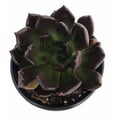 thumbnail image 2 of Black Prince Succulent - Echeveria - 2.5" Pot, 2 of 4