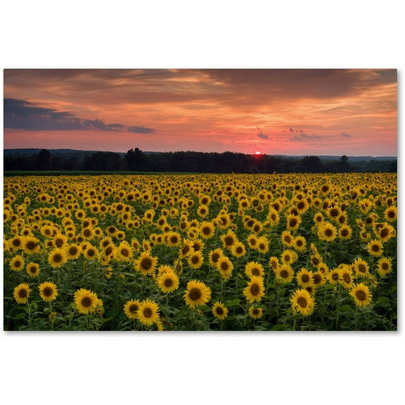 Trademark Fine Art "Sunflower Taps" Canvas Art by Michael Blanchette Photography