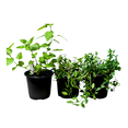 thumbnail image 6 of 3-Pack Mint Collection – Chocolate Mint, Lemon Balm & Peppermint – Live Herb Plants, 6 of 6