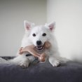thumbnail image 3 of Benebone Real Flavour Wishbone Dog Chew Toy, Made in USA, 3 of 12